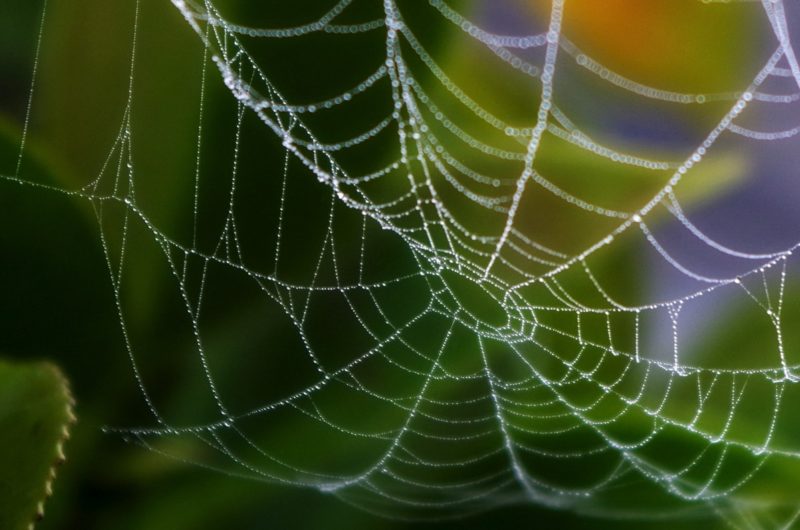 web